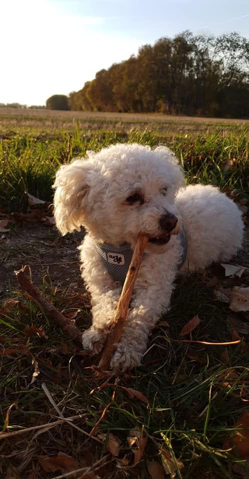 Bolonka Zwetna,Bologneser, Birgitt Dressel , Hundezucht