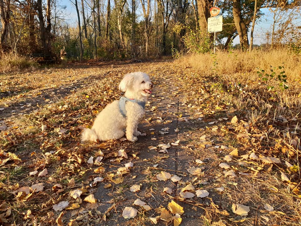 Bolonka Zwetna,Bologneser,Zschepplin, Rödgen,Hundezucht