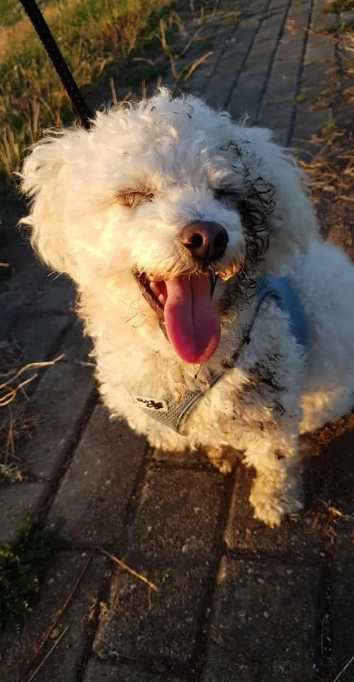 Bolonka Zwetna,Bologneser, Birgitt Dressel , Hundezucht