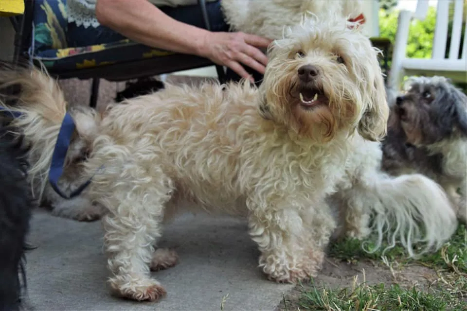 Bolonka Zwetna,Bologneser, Birgitt Dressel , Hundezucht