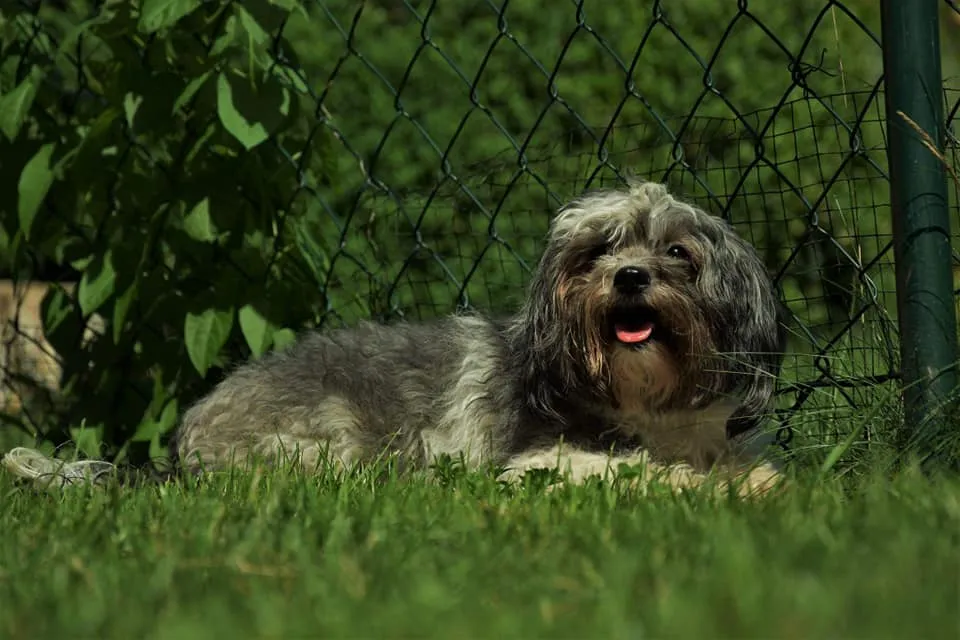 Bolonka Zwetna,Bologneser, Birgitt Dressel , Hundezucht