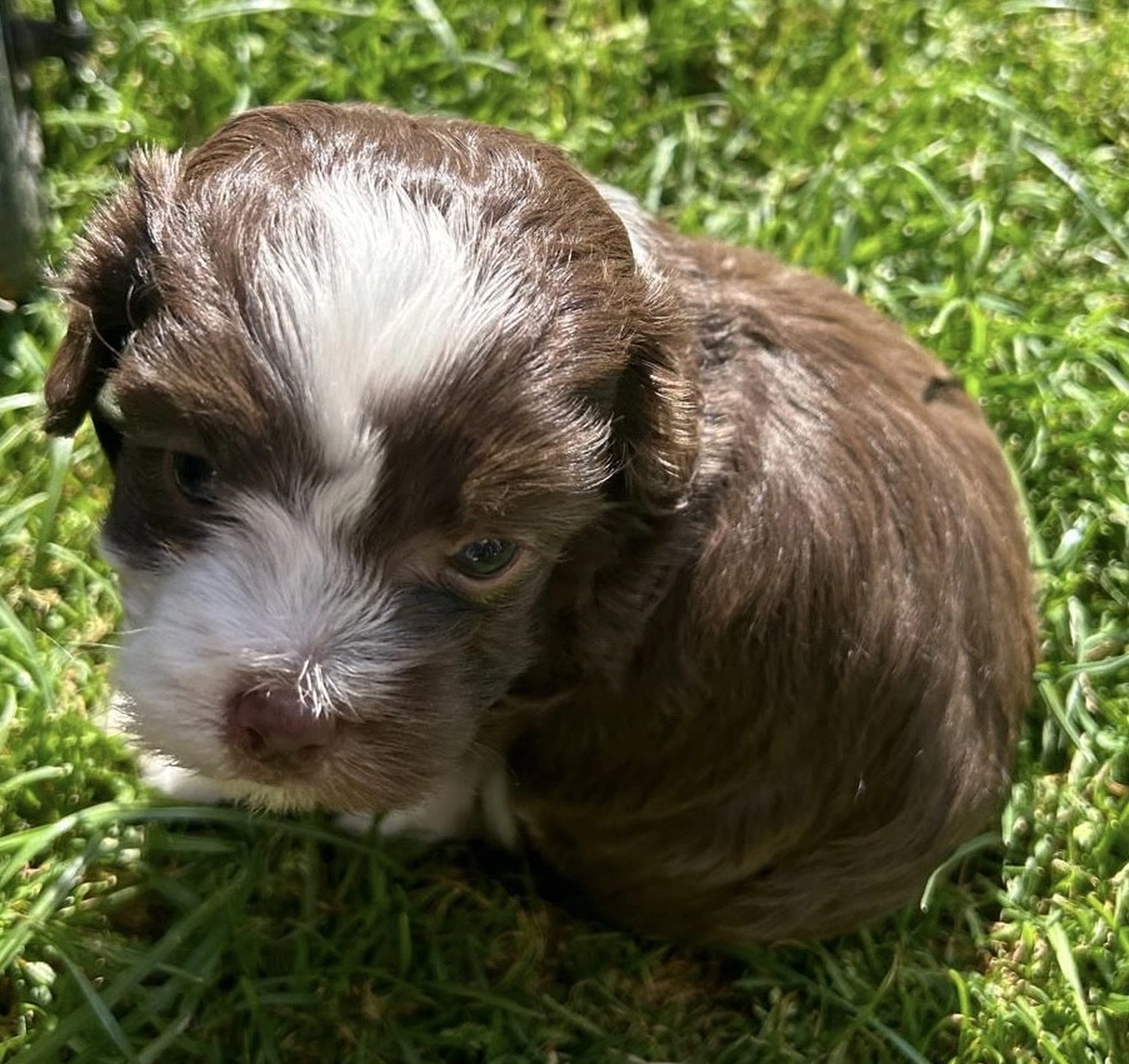 Bolonka Zwetna,Bologneser,Zschepplin, Rödgen,Hundezucht